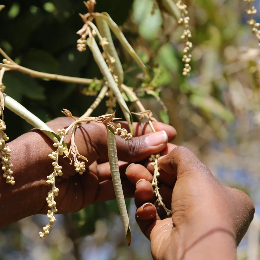 TRANSFORMER LES TERRES DE MON ENFANCE EN CHAMPS DE CULTURE BIO AU CŒUR DU TCHAD